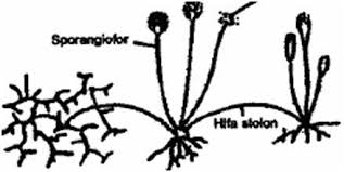 The best thing about these people is their customer service that did not let me down at all, soal essay tentang pergaulan bebas even though i have been pestering them every few hours even late in the night. Contoh Soal Essay Seni Tari Dan Jawaban