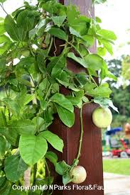 Image result for Passiflora edulis