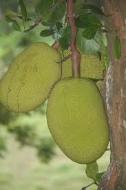 Mo gardeners usually want to plant or purchase a tree that will mature fruit. Mature Garden With Many Fruit Trees Picture Of Kalahe House Galle Tripadvisor