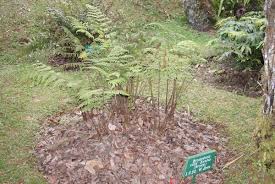 Image result for Ctenitis cirrhosa