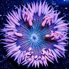 Pin By Belinda Scott On Wild Life Beautiful Sea Creatures Ocean Creatures Sea And Ocean