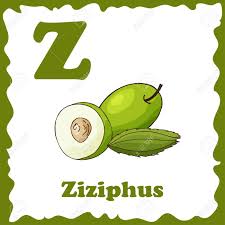 From aloe to zebra grass—and with over 1,000 plants to explore—find every plant in the alphabet within ou. Vector Fruit Alphabet For Education Illustration For Kids Letter Z For Ziziphus Royalty Free Cliparts Vectors And Stock Illustration Image 106656480