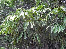 Image result for Carapa