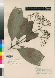 Image result for Psychotria eminiana