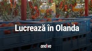 Femeile avocat tind sa studieze mai bine legile si sa fie mai la curent cu portitele prin care pot obtine ceea ce doresc. Locuri De Munca In Olanda Cules RoÈ™ii Agricultura Youtube