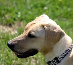 The Short Hair Of The Black Mouth Cur Is Easy To Groom Description From Black Mouth Cur Black Mouth Cur Dog Dog Breeds
