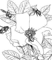 This drawing was made at internet users' disposal on 07 february 2106. Honey Bee Working Together Coloring Pages Coloring Sky