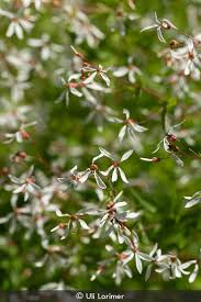 Image result for Iphigenia pauciflora