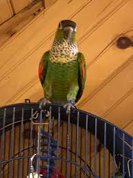 Green Cheek Conure Owners-Rescue-Breeders-Adoption & Rehoming