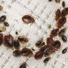Kenapa rumah ada pepijat mypestnews. Asal Usul Pepijat Asal Rizki Pest Control Solution Facebook