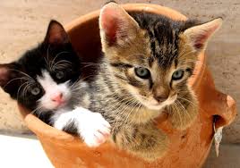 Find free kittens in cats & kittens for rehoming | find cats and kittens locally for sale or adoption in free delivery in gta. Free Kittens In A Pot 3 Stock Photo Freeimages Com