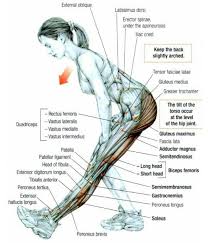 Anytime you're standing, the muscles of your glutes and hamstrings are working. Glutes Diagram Muscles Advanced Anatomy 2nd Ed