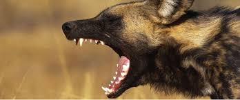 Check spelling or type a new query. African Wild Dog Google Images Wild Dogs African Wild Dog Animals Wild