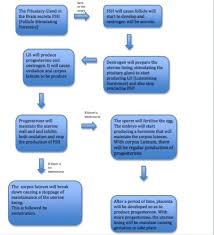 science eportfoilio flow chart of the menstrual cycle