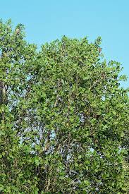 Image result for Sonneratia