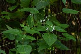 Image result for Equilabium