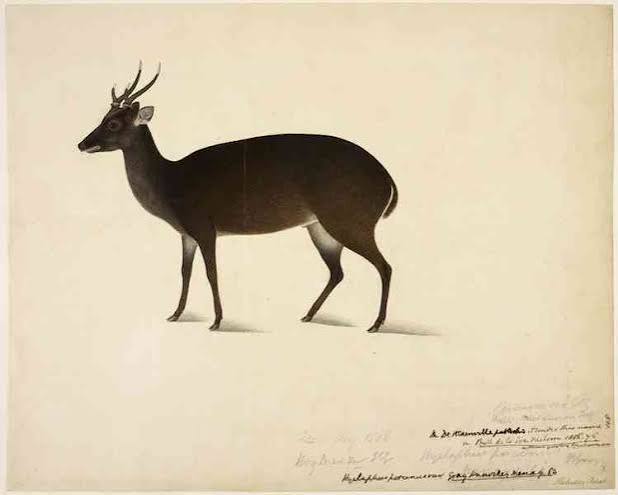 On display in London, natural history paintings by 19th-century Bengali artist Haludar