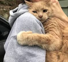 It Looks Like Meekron Come Back Meekron Aus Das Komm Meekron S It Looks Like Meekron Come Back Meekron In 2020 Cute Animals Baby Animals Animals