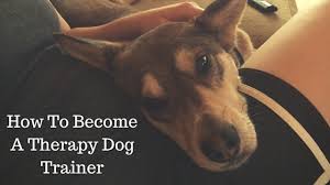 A few of the benefits of becoming a pet partner are; Tips To Become A Therapy Dog Trainer The Modern Dog Trainer
