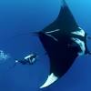 Eagle rays are a cartilaginous fish with skeletons made of cartilage instead of bone. Https Encrypted Tbn0 Gstatic Com Images Q Tbn And9gcslhbu1kr Wt Usq2jgpzfdputqfitdmtzi50luxgganuqj39zn Usqp Cau