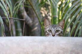 The american holistic veterinary medical association is an excellent resource for information on a the american academy of veterinary acupuncture is a source for communication, continuing they also offer accredited, advanced degrees in herbal medicine, plus natural animal health care classes. Holistic Veterinary Care Of Cfl Home Facebook