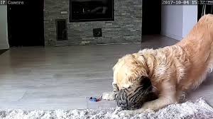Camera de videosurveillance wifi pour animaux le scout de motorola cette caméra de surveillance vous permet de garder vos animaux en tous les produits pour surveiller son chien ou son chat. Une Camera Pour Surveiller Son Chien Et Son Chat Seuls A La Maison Youtube