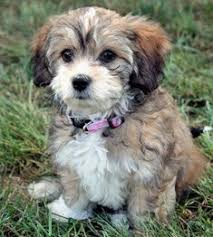 Aktuelle preise für produkte vergleichen! 14 Best Lhasa Poo Ideas Lhasa Poodle Mix Lhasa Apso