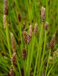 Image result for Eleocharis naumanniana