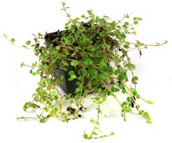 Image result for Pilea johnstonii