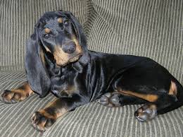 Black And Tan Coonhound Rescue Tennessee Pin On Puppies