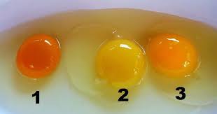 Devinez Lequel De Ces Jaunes D œuf Est Le Plus Sain Poulets De Basse Cour Sain Alimentation Saine Et Equilibree