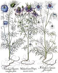 Nigella Species In Besler 1613 Plate 174 Melanthium Damascenum Download Scientific Diagram