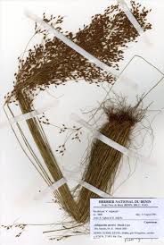 Image result for Abildgaardia