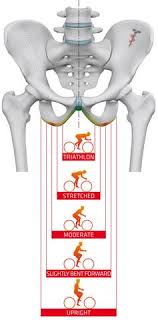 Female backs seem to have much more subtle muscle definition and smaller scapulae. Saddle Ergonomics Explained Sqlab