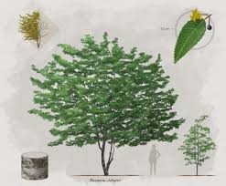 Image result for Rhamnus staddo