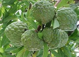 These types of trees are not readily listed in a species. Sugar Apple Trees For Sale Fastgrowingtrees Com