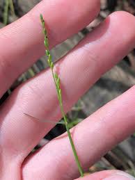 Image result for Entolasia