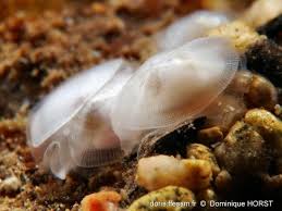 Image result for Galeomma