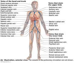 These vessels transport blood cells, nutrients, and oxygen to the tissues of the body. Labeled Diagram Of Arteries And Veins Labeled Diagram Of Arteries And Veins Pilatesmat Arteries And Veins Human Body Anatomy Anatomy Models