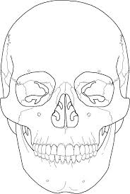 Skull anatomy is interesting and can be very elegant as a coloring subject. Anatomy Skull Coloring Pages Skull Coloring Pages Coloring Pages Anatomy