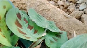 Image result for Siphonochilus longitubus