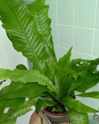 Check spelling or type a new query. My New Crocodile Fern Microsorium Musifolium Crocydyllus House Plant Pots Unusual Plants Crocodile Fern
