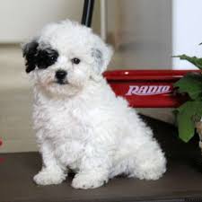 He is the cutest puppy on the planet. Maltese Mix Puppies For Sale Greenfield Puppies