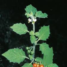 Image result for Solanum villosum