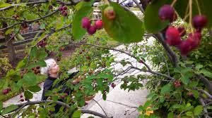 POP and UPenn Team Up Again To Make Use of Unharvested Campus Fruits –  Philadelphia Orchard Project