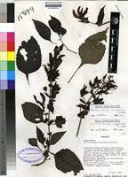 Image result for Brillantaisia cicatricosa