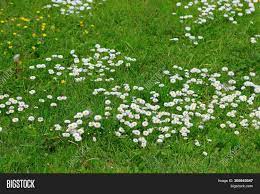 News stories, photos, and videos on nbcnews.com. Meadow Flowers White Image Photo Free Trial Bigstock