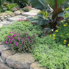 Image result for Mezoneuron welwitschianum