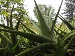 Lidah buaya (aloe vera) adalah tanaman asli daerah tropis. Lidah Buaya Aloe Vera Nelindah Flickr