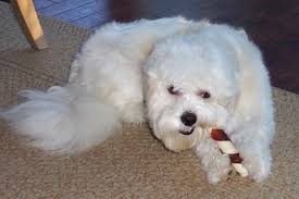 Including the yorkie, chihuahua, morkie, maltese breeders association thompson puppies iowa timbercreek puppies iowa zuchon puppies iowa timbercreek puppies iowa reviews utonagan. Shichon Dog Breed Information Puppies Pictures Size